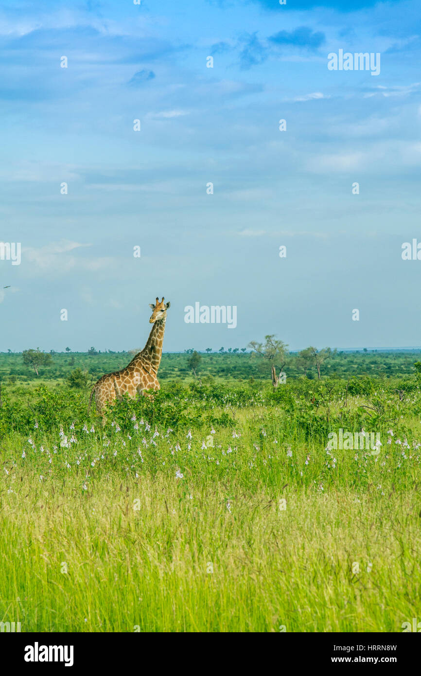 Portrait d'une femme girafe fond bleu, le parc Kruger, Afrique du Sud Banque D'Images