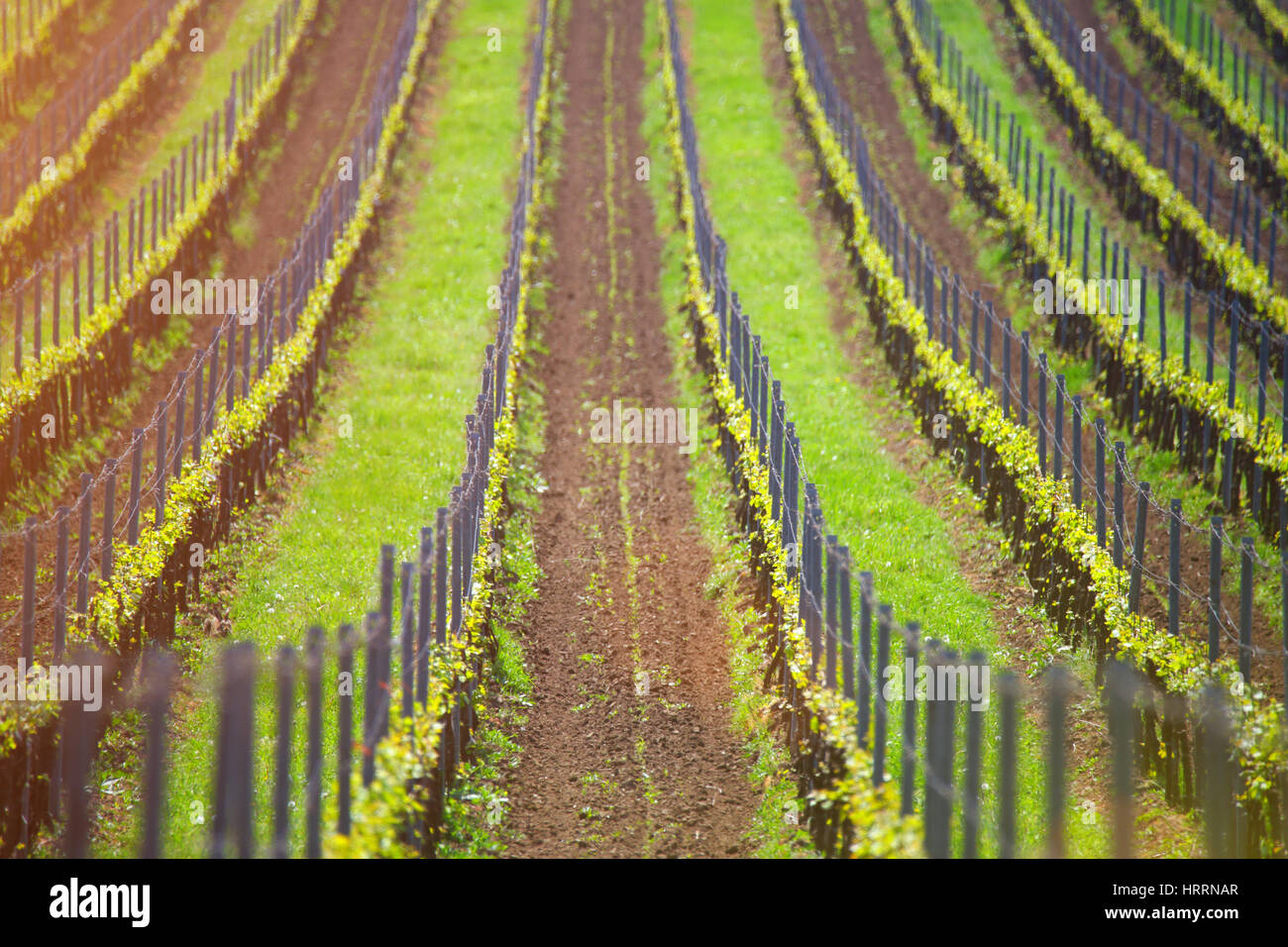 Vignoble des lignes dans la lumière du soleil du soir. Contexte L'agriculture vin. Les premières feuilles de vigne au printemps. Banque D'Images