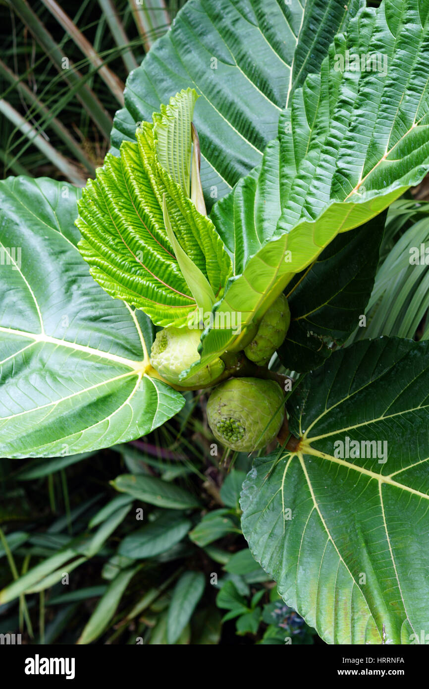 Ficus Dammaropsis, Kapiak, Fig de Nouvelle-Guinée, fruit à pain des Highlands, Whangarei Quarry Gardens, nouvelle-Zélande Banque D'Images
