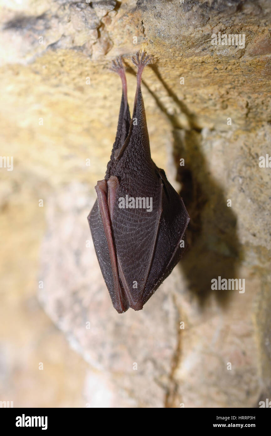 Plus grand rhinolophe Rhinolophus ferrumequinum() Banque D'Images