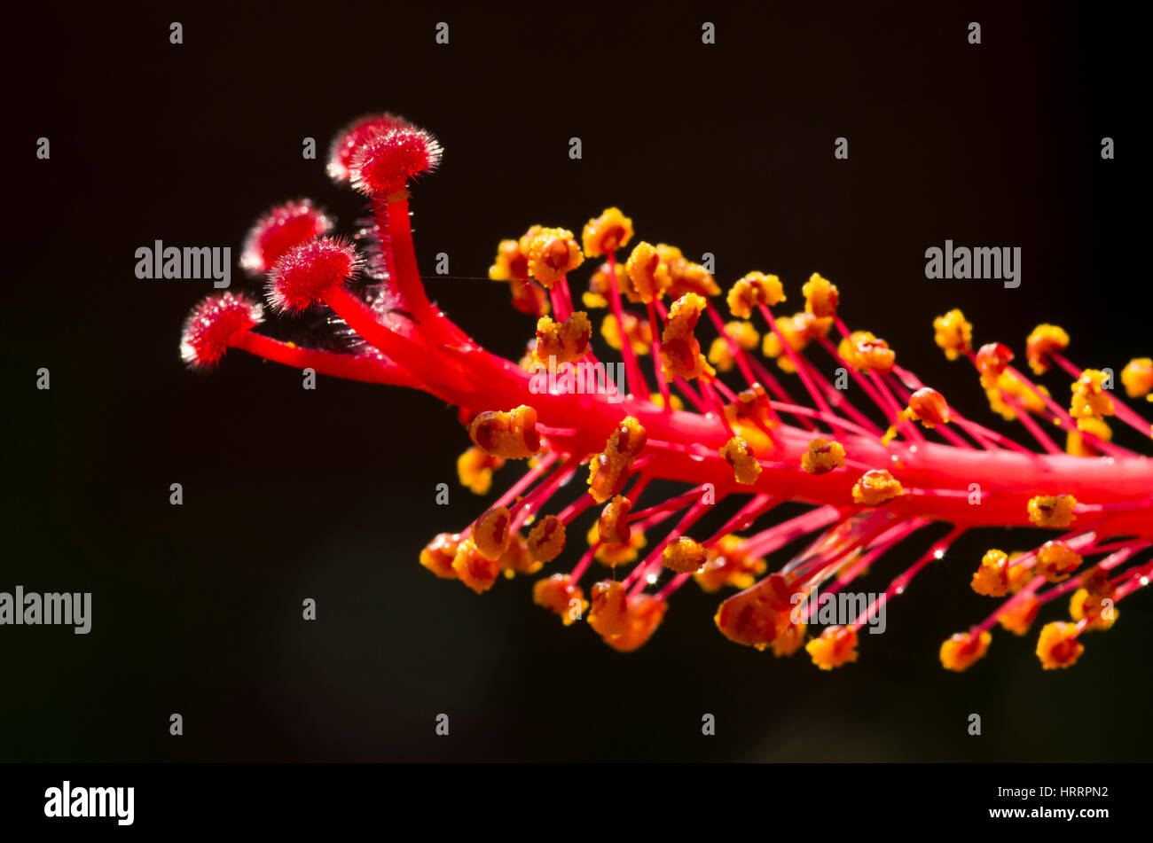 L'étamine de la fleur Banque D'Images