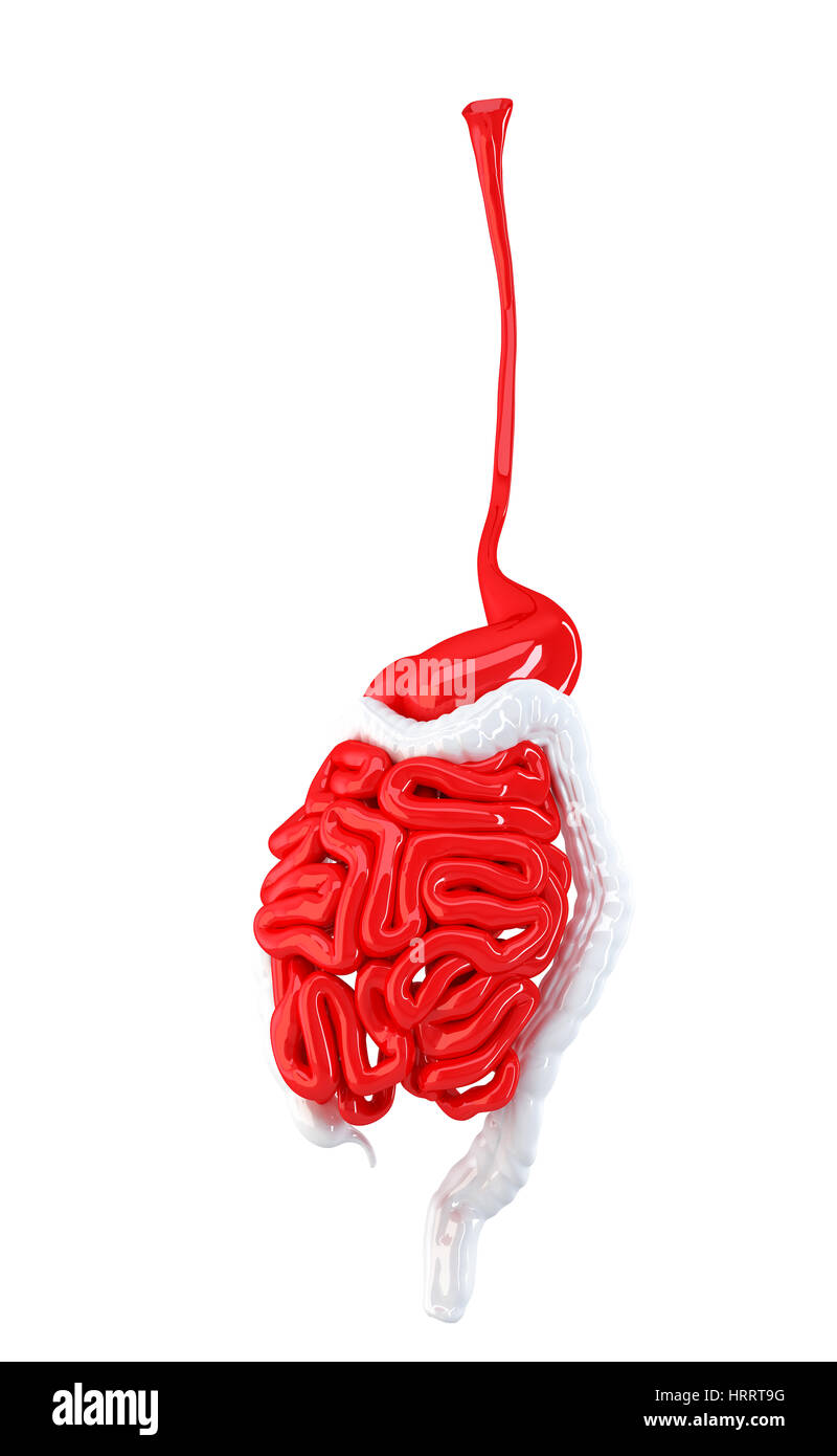 Système digestif humain. 3d illustration. Contient clipping path Banque D'Images