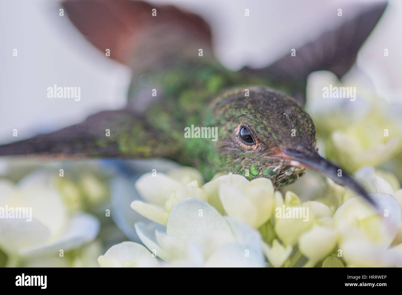 Un colibri flotte au-dessus de petits boutons de fleurs en acquiert, au Costa Rica. Banque D'Images