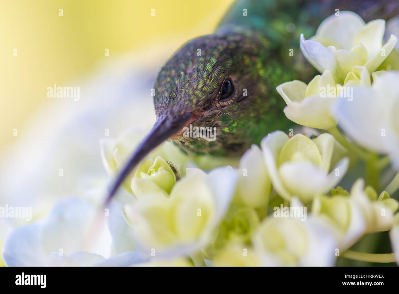 Un colibri flotte au-dessus de petits boutons de fleurs en acquiert, au Costa Rica. Banque D'Images
