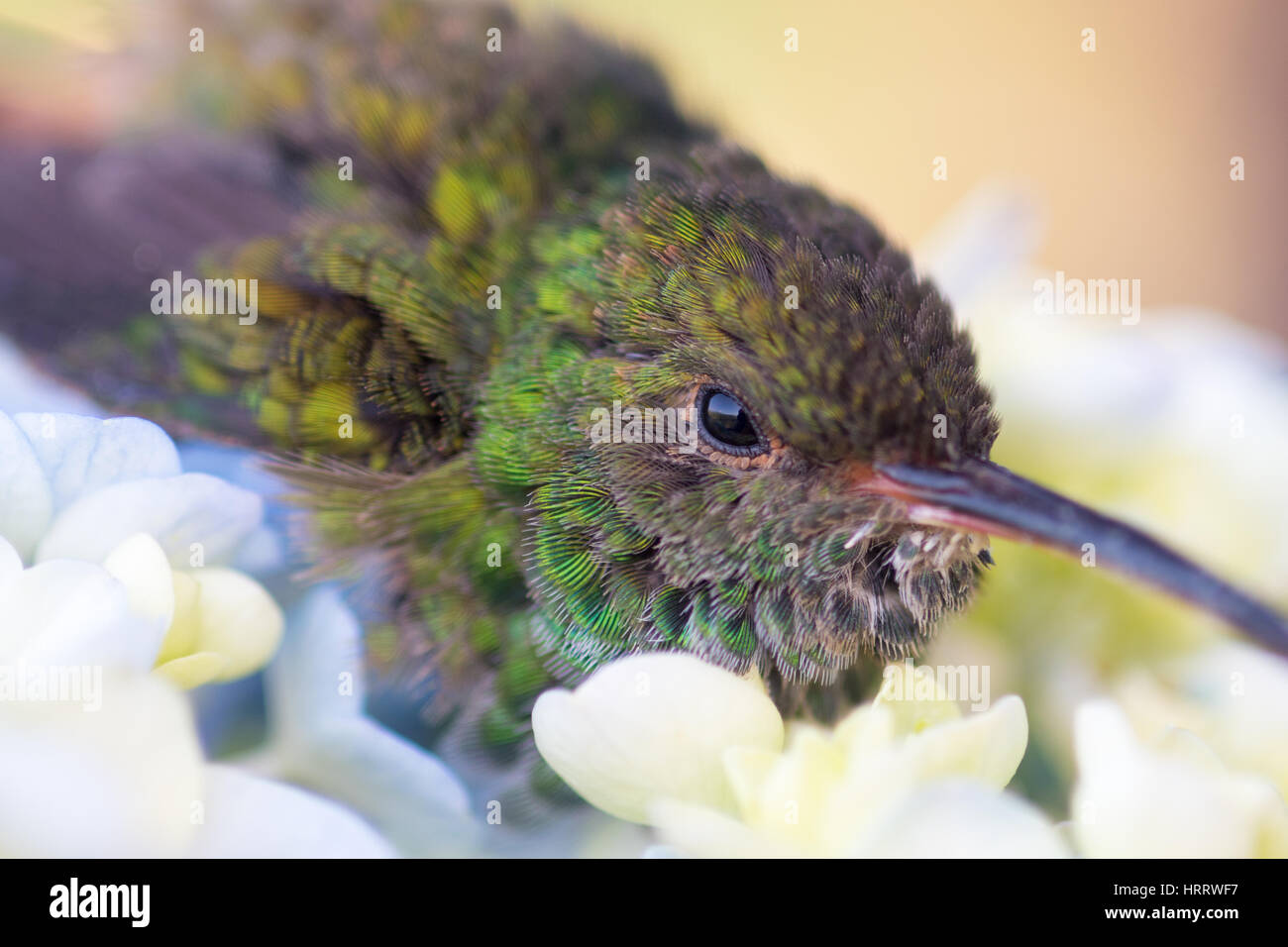 Un colibri flotte au-dessus de petits boutons de fleurs en acquiert, au Costa Rica. Banque D'Images