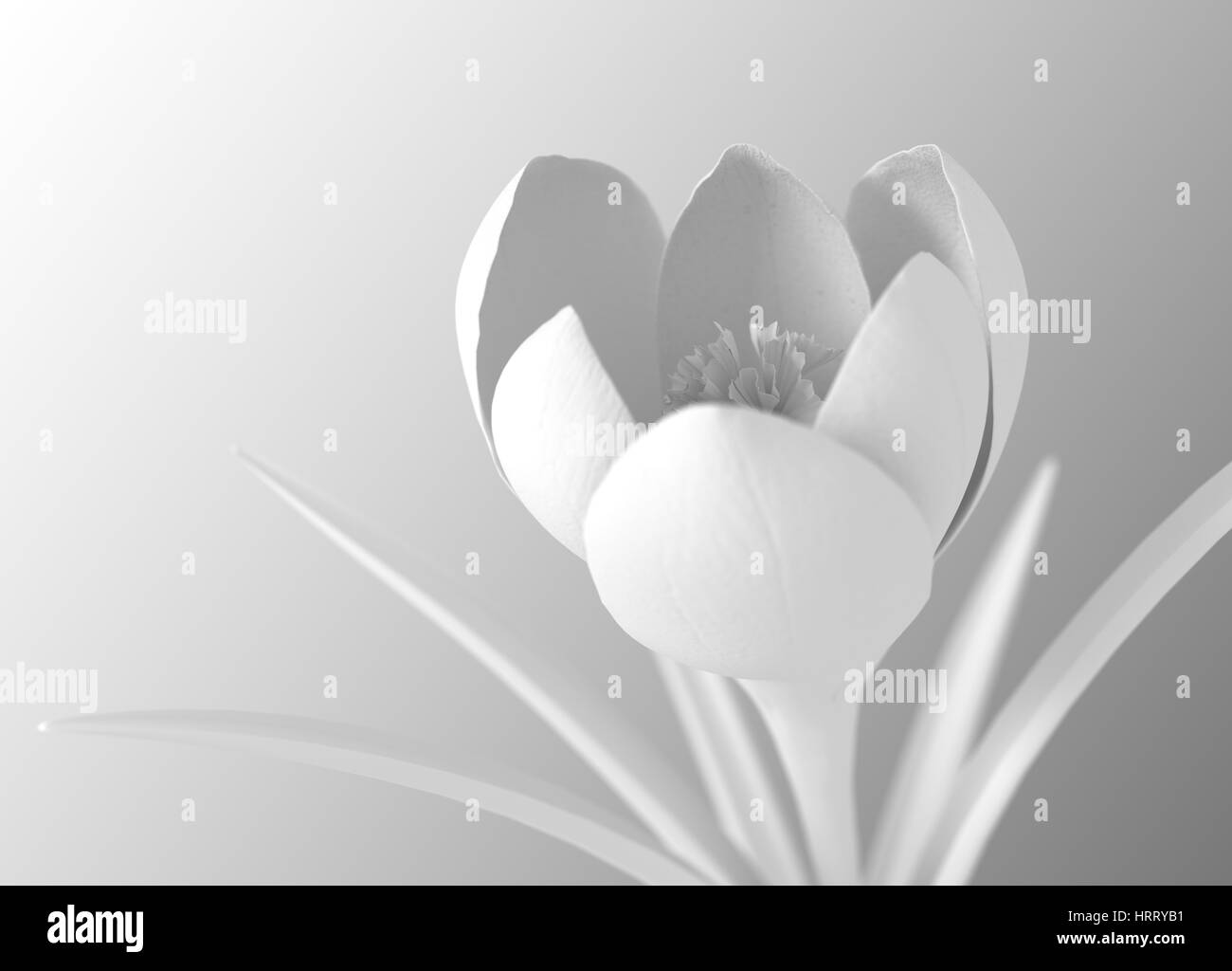 Floraison de fleurs blanches sur fond dégradé. 3D Illustration. Banque D'Images