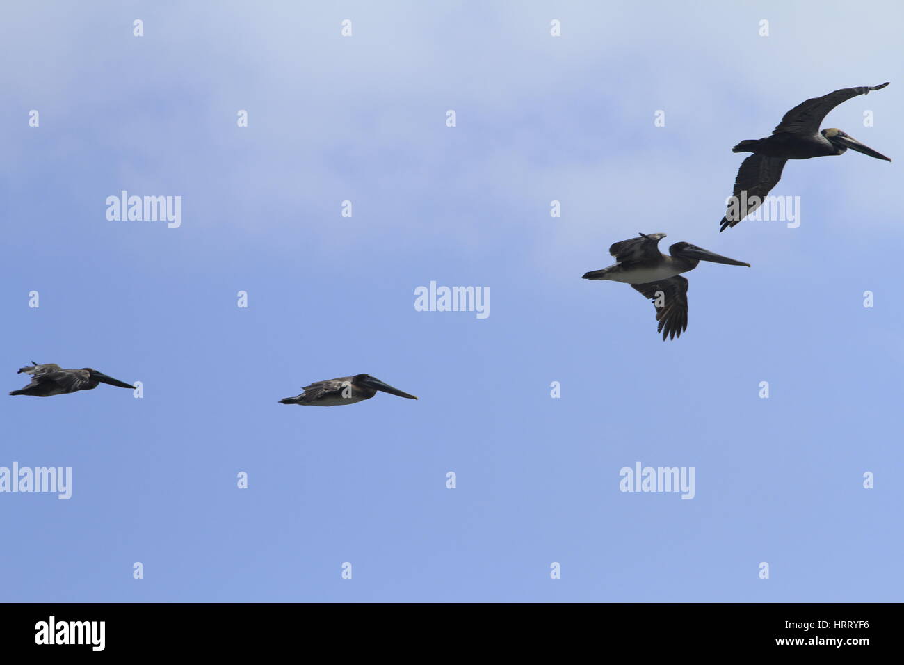 Les pélicans survolant les Caraïbes, Parc Naturel National Tayrona, Colombie Banque D'Images