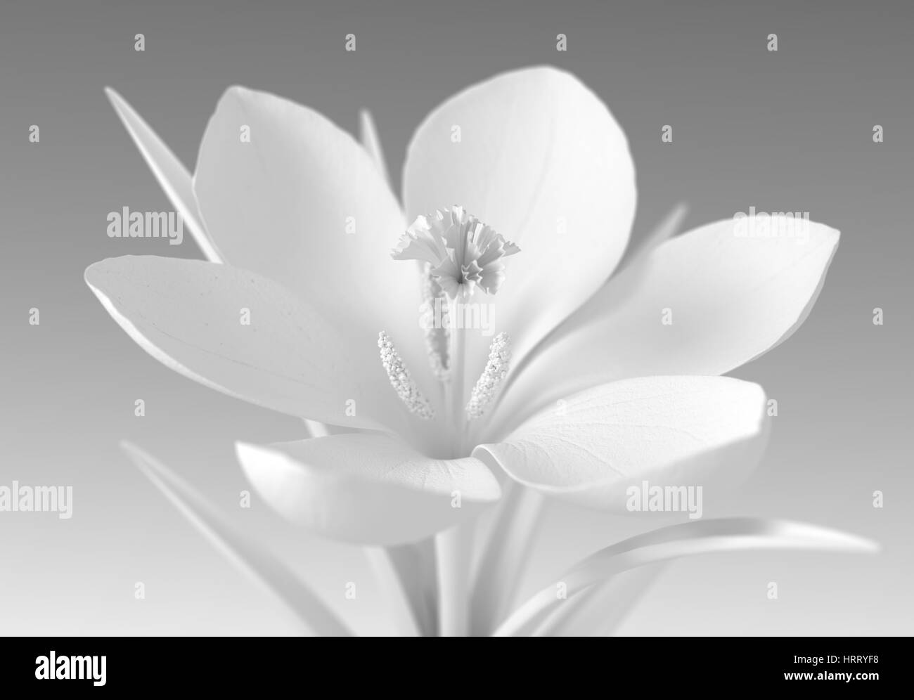 Fleur de Crocus blancs sur fond dégradé. 3D Illustration. Banque D'Images