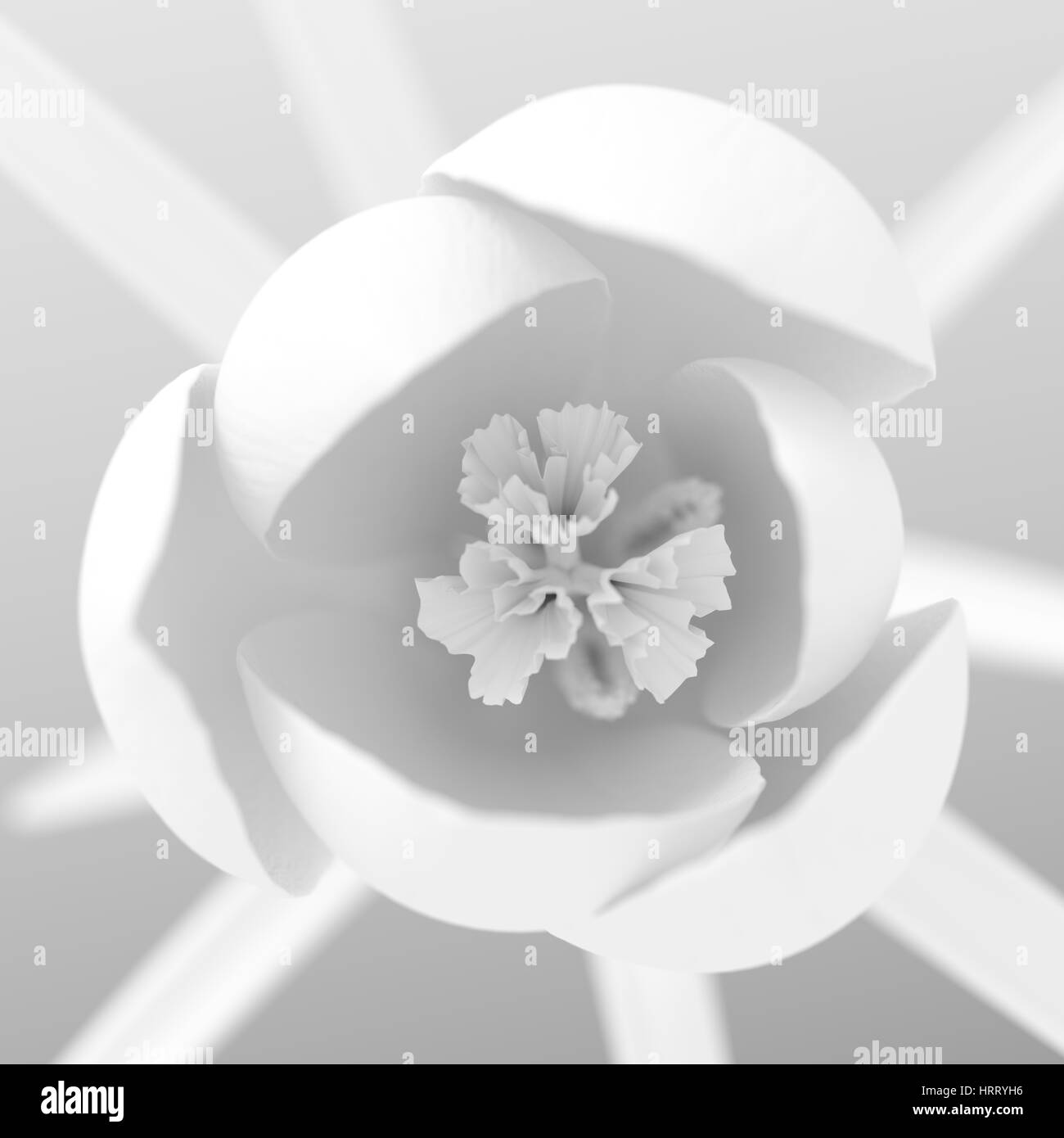 Vue de dessus sur blanc fleur de crocus en fleurs. 3D Illustration. Banque D'Images