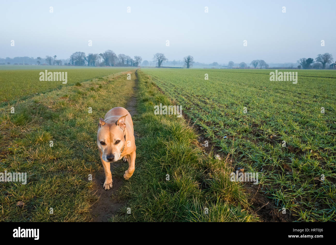 St Andrew Rushmere. England UK. Un Staffordshire Bull Terrier bénéficiant d'une promenade le long d'un sentier à côté d'un champ d'agriculteurs sur un après-midi d'hiver, où une récolte de l'hiver est de plus en plus. Banque D'Images