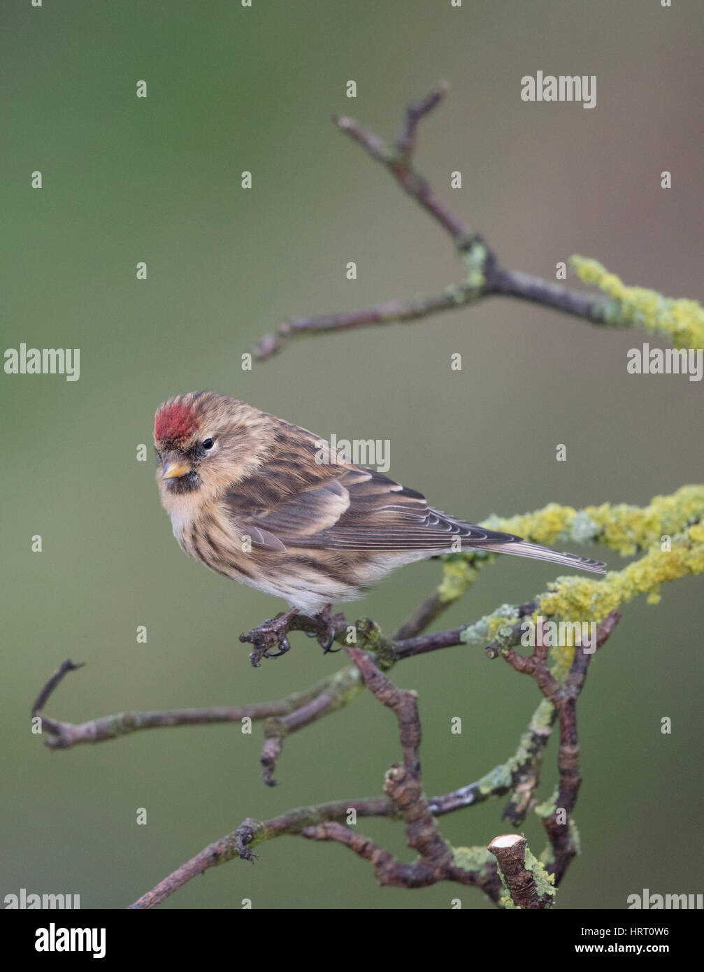 Sizerin flammé (Carduelis flammea) sur un lichen couvertes,direction des galles/Shropshire frontières, uk,hiver,2017 Banque D'Images