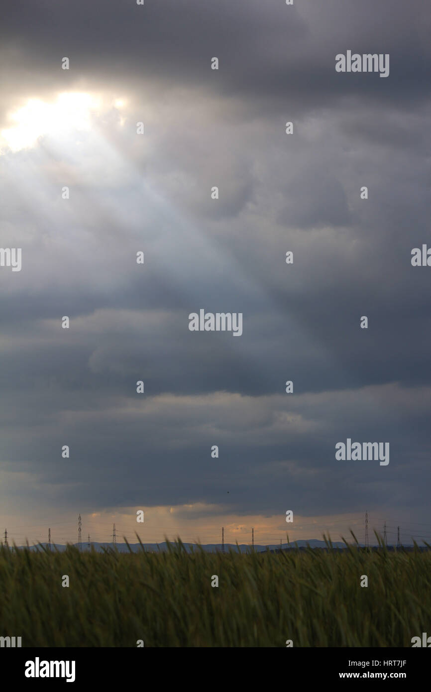 Photo d'un faisceau de lumière provenant des nuages au-dessus d'un champ de blé Banque D'Images