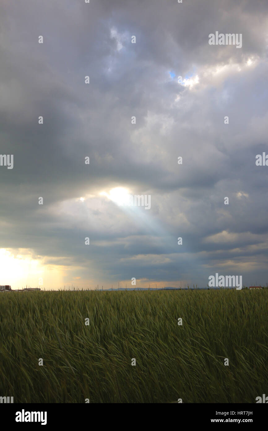 Photo d'un faisceau de lumière provenant des nuages au-dessus d'un champ de blé Banque D'Images