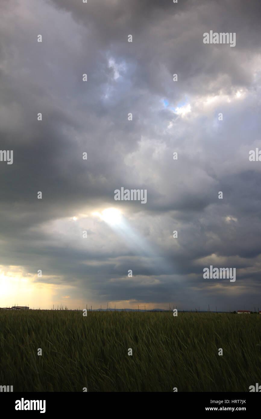 Photo d'un faisceau de lumière provenant des nuages au-dessus d'un champ de blé Banque D'Images