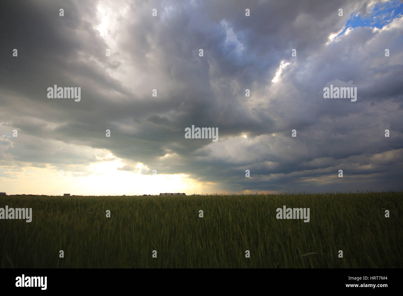 Photo d'un faisceau de lumière provenant des nuages au-dessus d'un champ de blé Banque D'Images