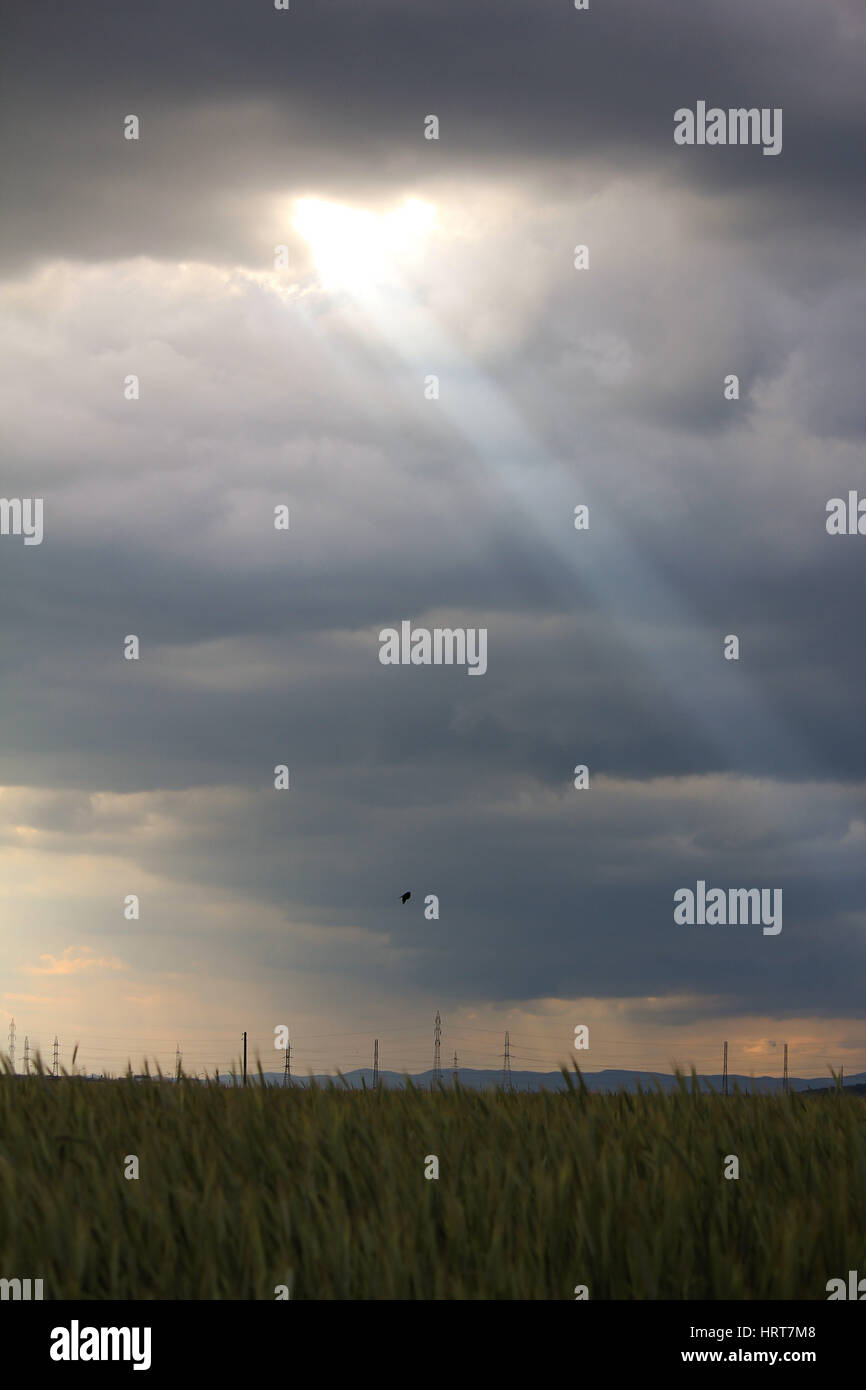 Photo d'un faisceau de lumière provenant des nuages au-dessus d'un champ de blé Banque D'Images