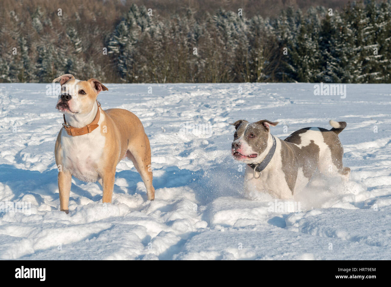 Deux exécutant staffordshire bull terriers dans la neige Banque D'Images