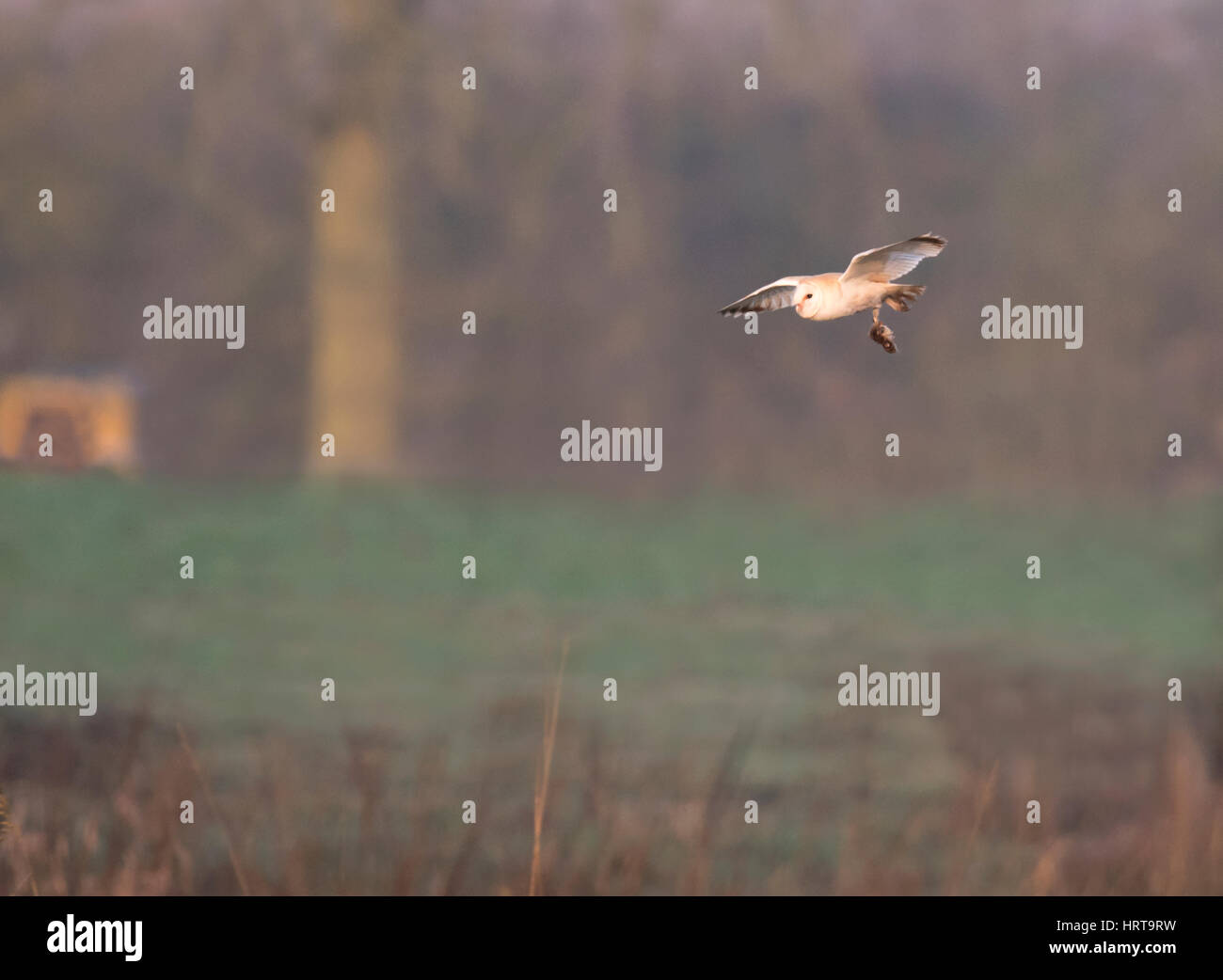 Un sauvage Effraie des clochers (Tyto alba) en vol au dessus de la campagne avec les proies de Norfolk Banque D'Images