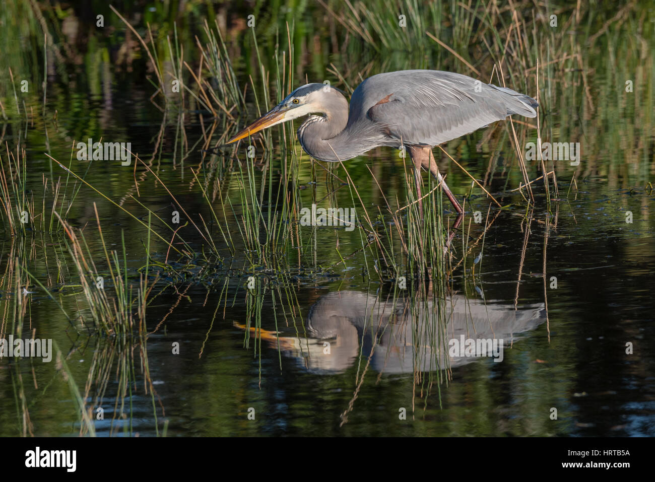 Grand Héron dans le marais avec réflexion Banque D'Images