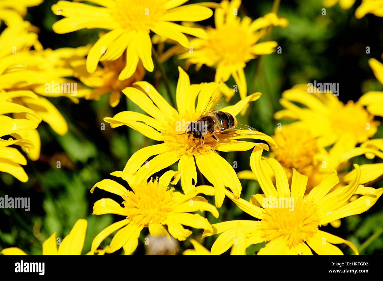 Fleur et abeille . Banque D'Images