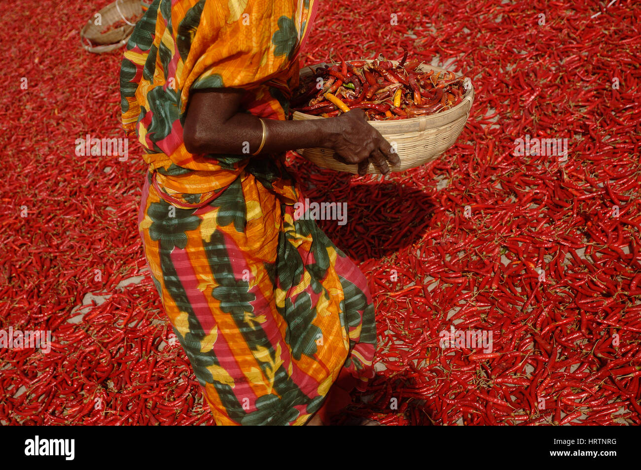 Bogra, Bangladesh. Feb 23, 2017. Une femme travaille sur un terrain sec piment rouge dans le district de paria. Femme gagnent environ 1,25$ par jour pour 10 heures de travail. Credit : Md. Mehedi Hasan/Pacific Press/Alamy Live News Banque D'Images