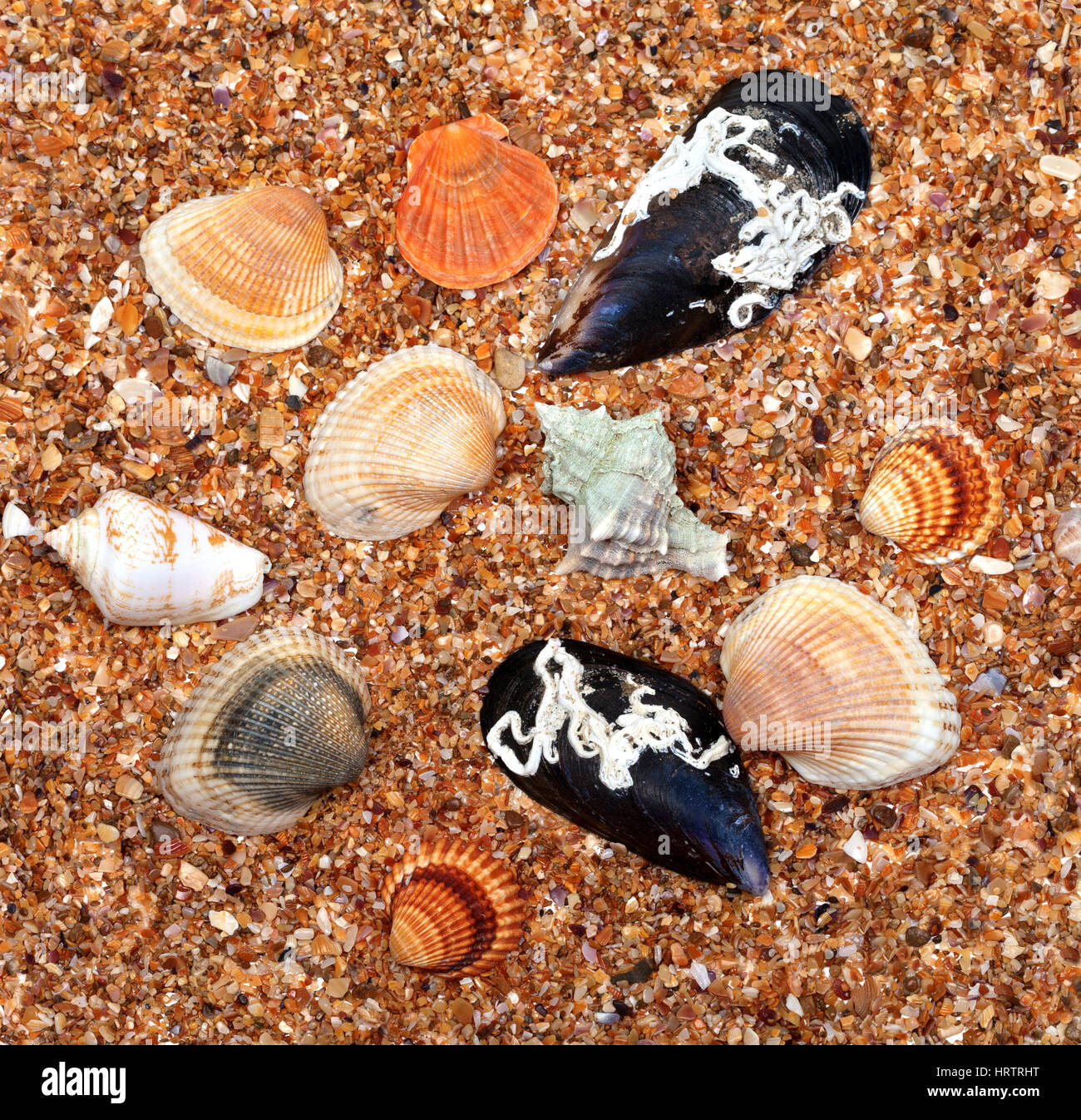 Les coquillages sur le sable au soleil Journée d'été. Vue de dessus. Banque D'Images