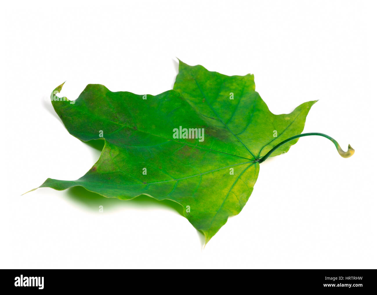 Feuille d'érable verte. Isolé sur fond blanc. Banque D'Images