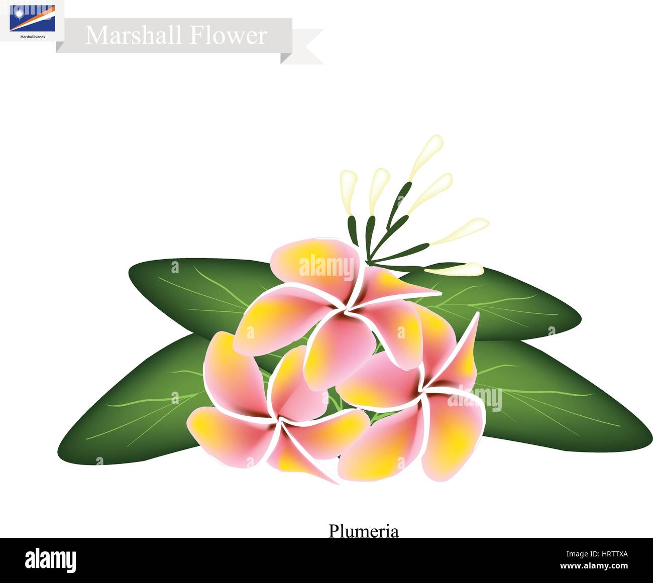 Fleur, Marshall Illustration de Plumeria Bikini sits on fleurs. La fleur nationale de Îles Marshall. Illustration de Vecteur