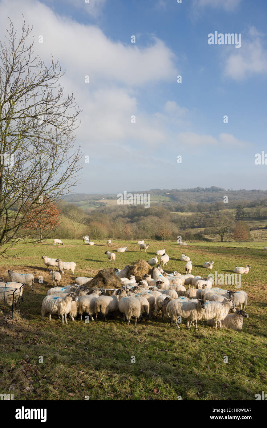 Les moutons s'y rassemblent pour se nourrir de foin autour d'un convoyeur, Saintbury, les Cotswolds, Gloucestershire, Angleterre, Royaume-Uni Banque D'Images