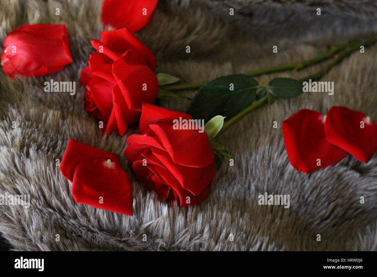 Roses rouges Banque D'Images