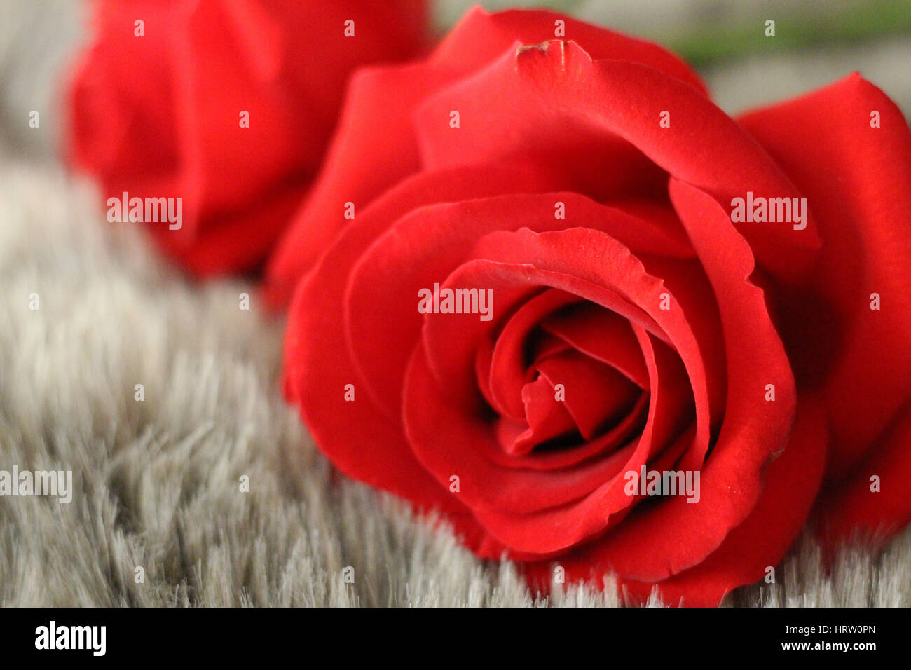 roses rouges Banque D'Images