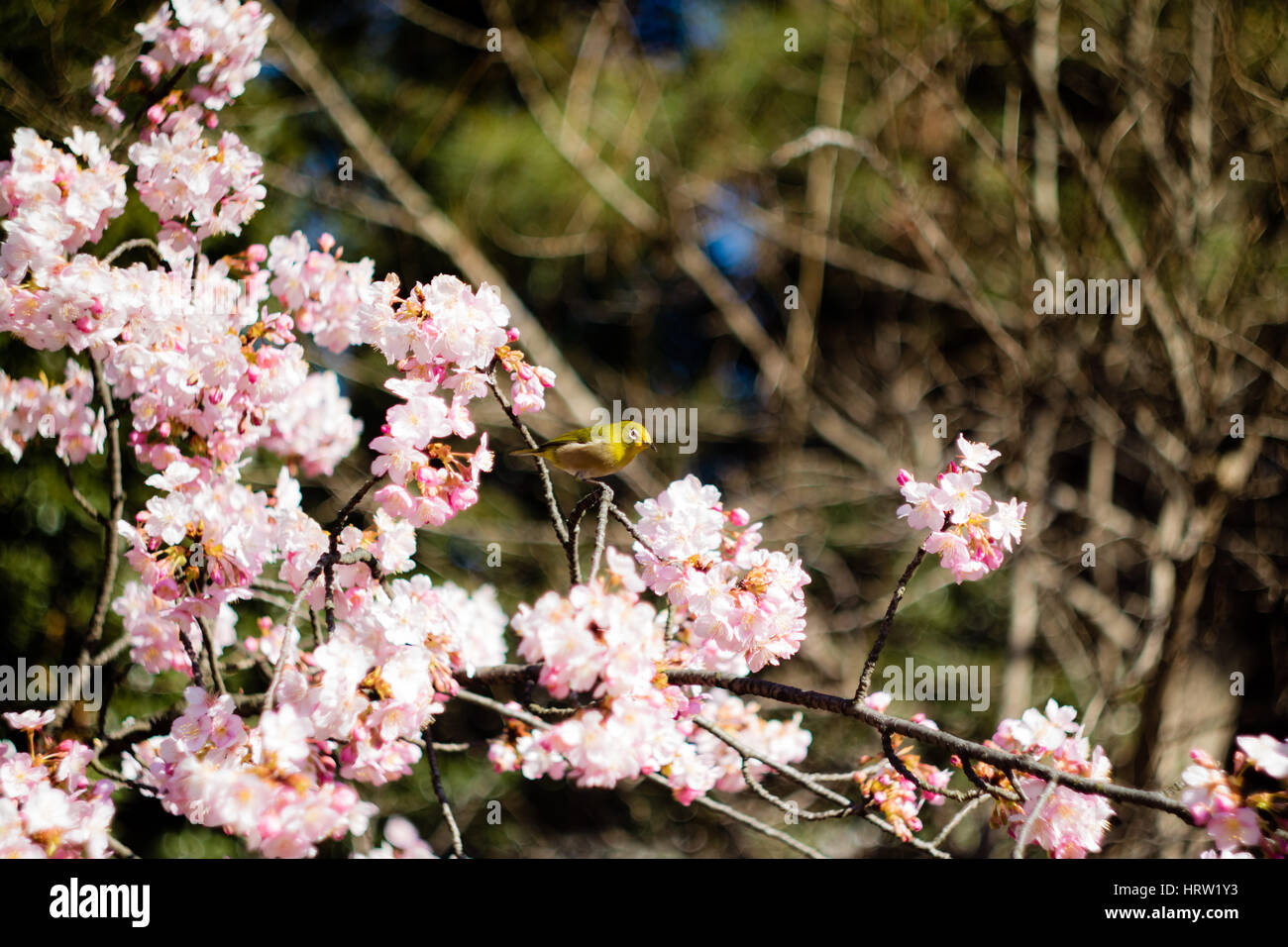 Un quartier animé japonais Mejiro (White-Eye) se nourrissant dans un prunier dans un jardin au début du printemps à Tokyo, Japon. Banque D'Images