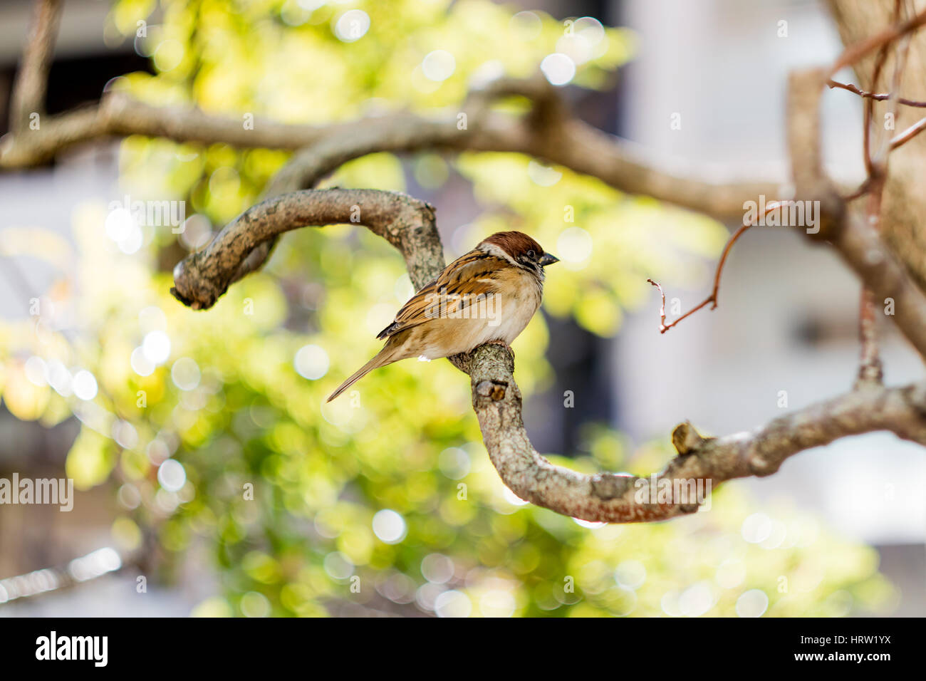 Un mignon petit Eurasion Tree Sparrow, perché sur une branche dans mon jardin au cœur de Tokyo. Banque D'Images