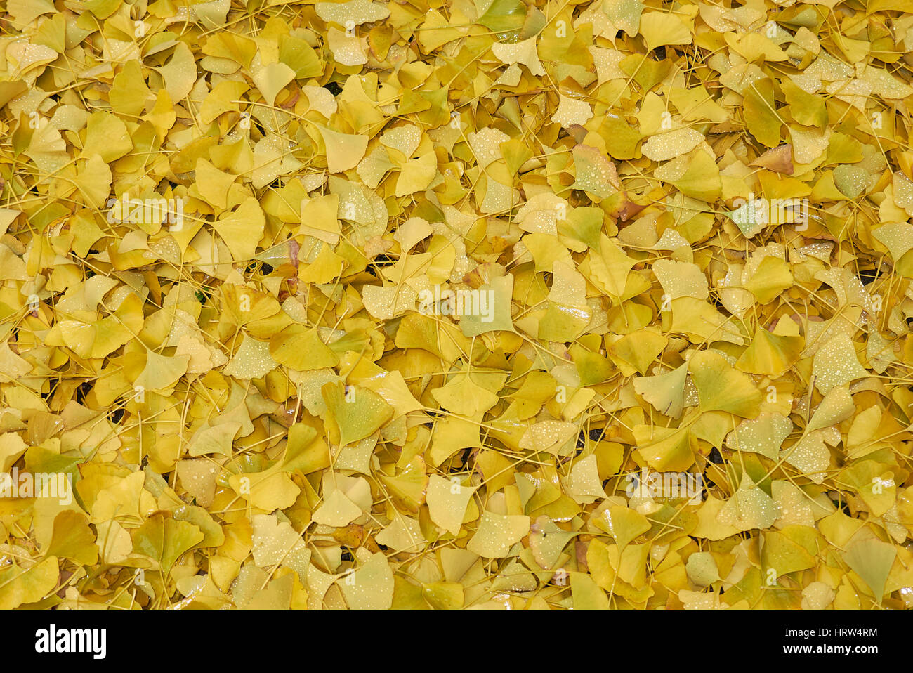 Les feuilles de ginkgo biloba Banque D'Images