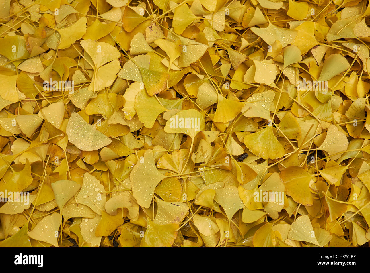 Les feuilles de ginkgo biloba Banque D'Images