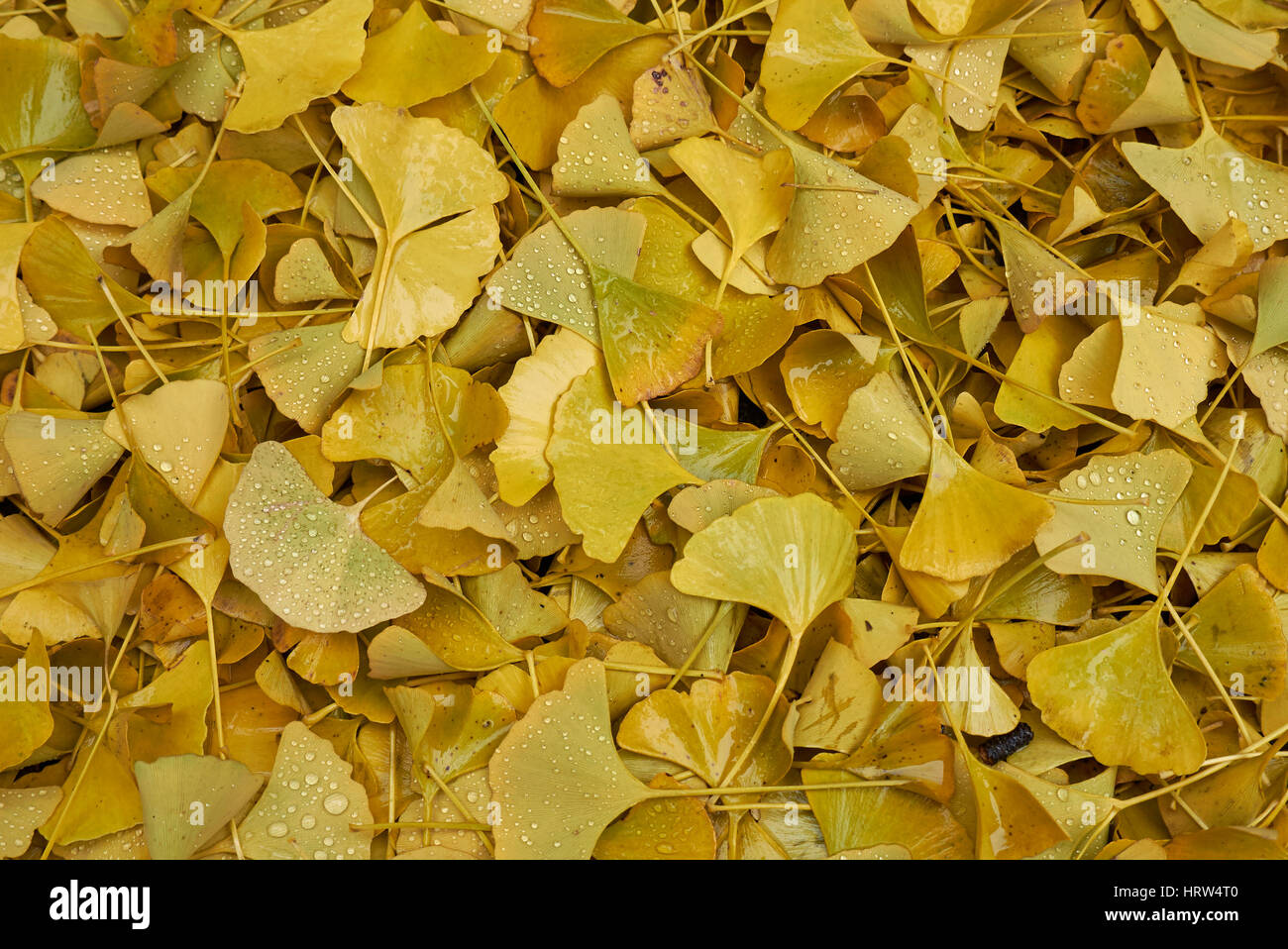 Les feuilles de ginkgo biloba Banque D'Images