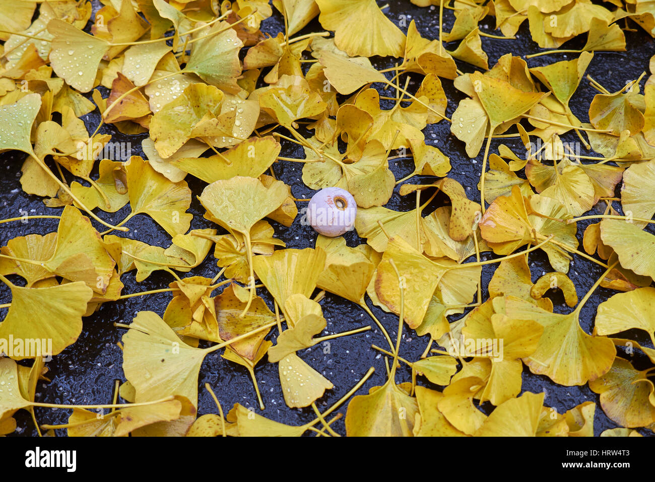 Les feuilles de ginkgo biloba Banque D'Images
