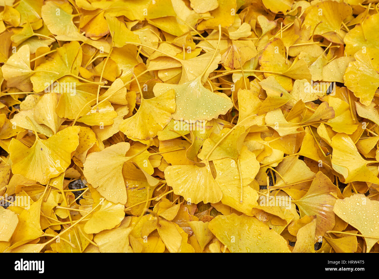 Les feuilles de ginkgo biloba Banque D'Images