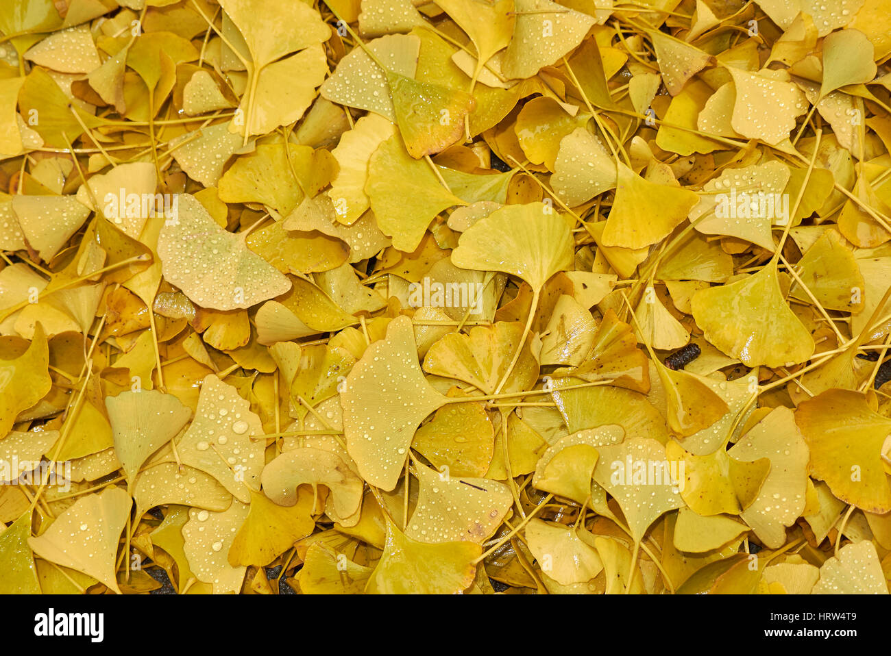 Les feuilles de ginkgo biloba Banque D'Images
