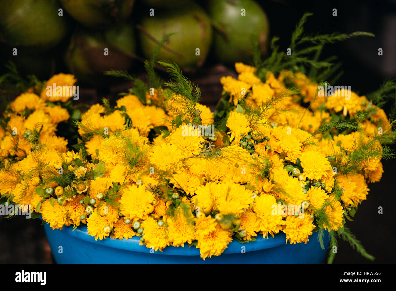 Chrysanthème jaune Marguerite dorée, au niveau local le marché vietnamien dans panier Banque D'Images