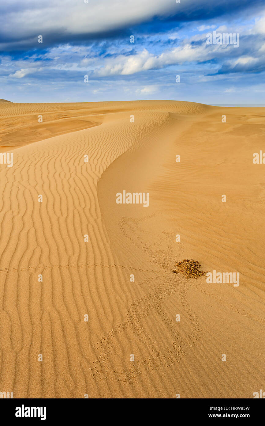 Les dunes de sable sans fin de la côte du Pacifique de l'Australie près de Stockton Beach de NSW. Reptile ou insecte trou sable avec legprints sur structure de nettoyer san jaune Banque D'Images
