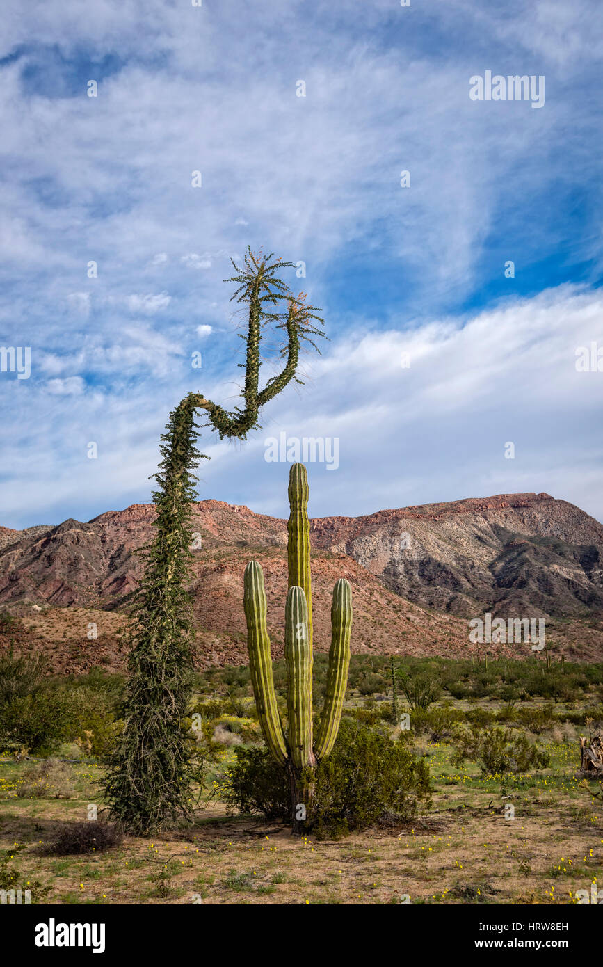 Arbre généalogique Boojum et Cardon cactus dans le désert Catavina, Baja California, Mexique. Banque D'Images