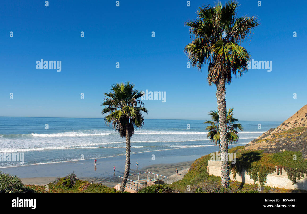 Palmiers et l'océan Pacifique un lieu célèbre à San Diego, Californie. Banque D'Images