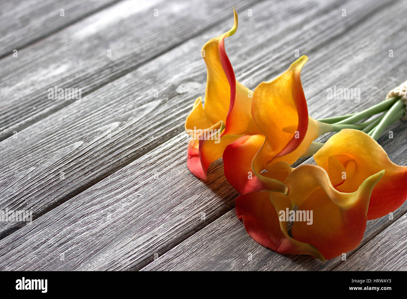 Des lis calla jaune orange gris sur fond de bois Banque D'Images