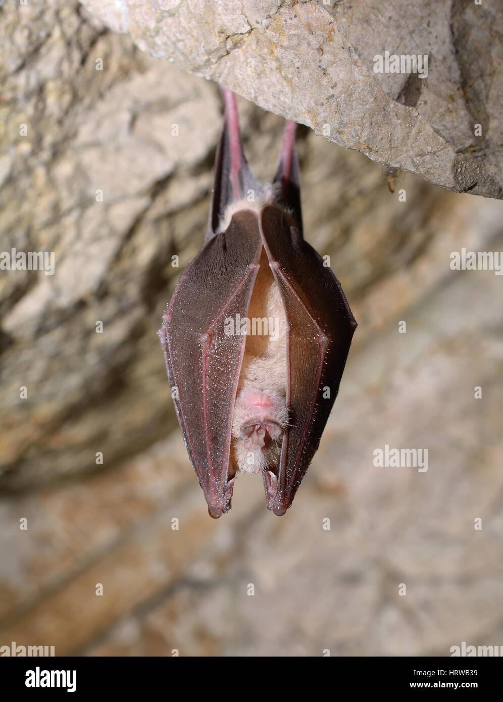 Plus de Rhinolophus ferrumequinum dormir dans cave Banque D'Images