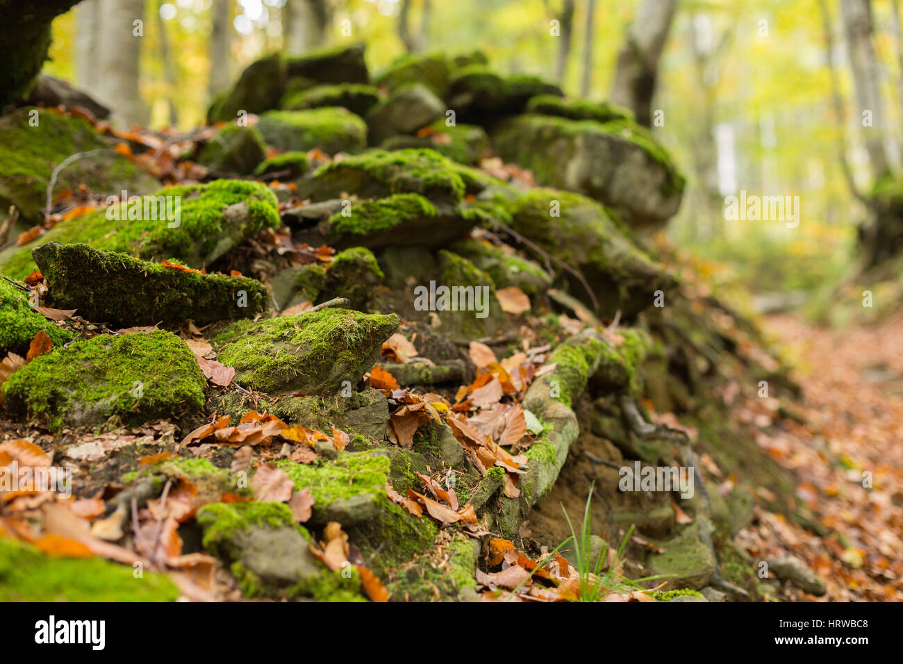 Tas de pierres couvertes de mousse dans la forêt d'automne Banque D'Images Tas de pierres couvertes de mousse dans la forêt d'automne Banque D'Images