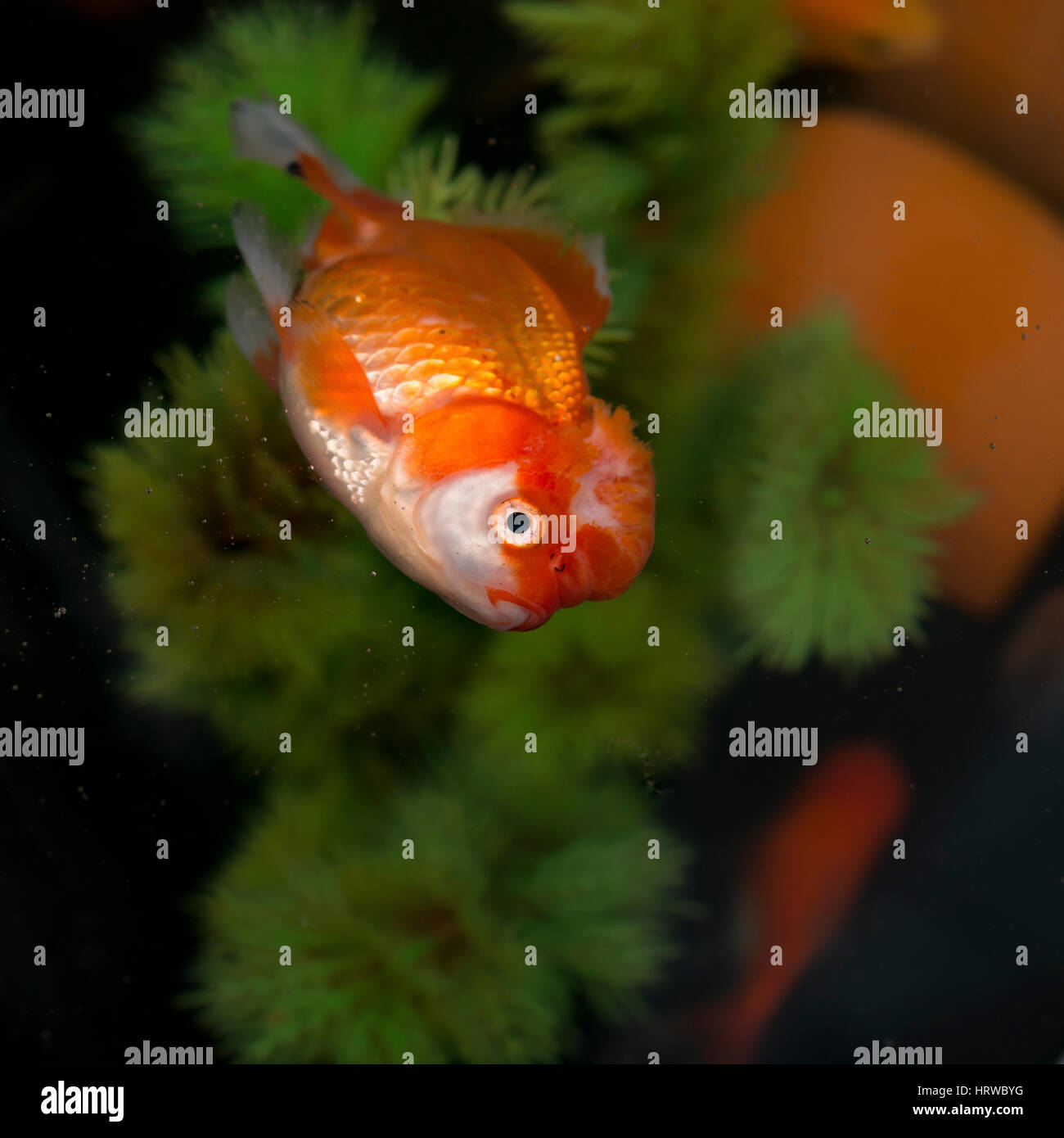 Un poisson mort flotte au-dessus de l'or et certains natation sous Banque D'Images