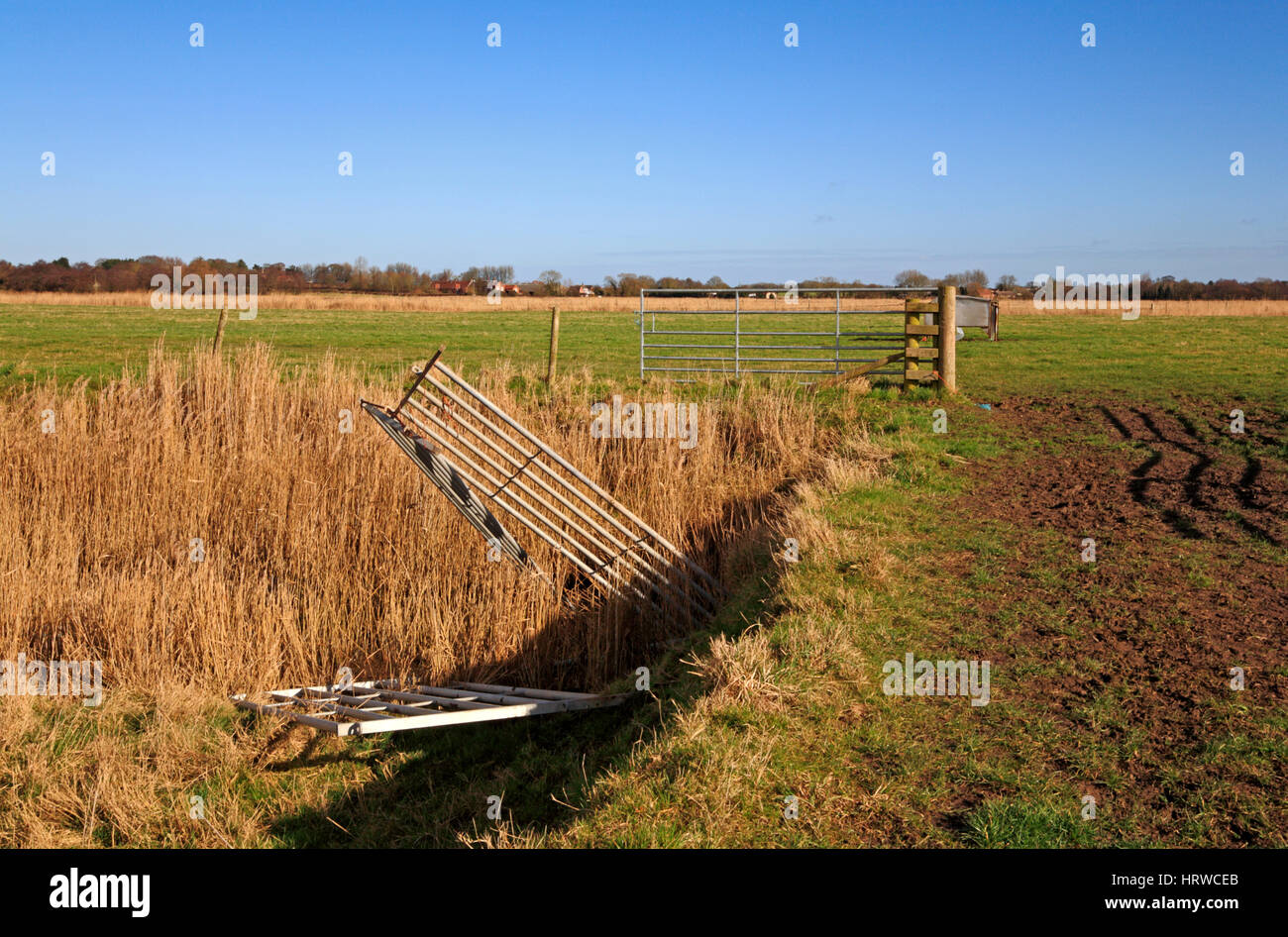 Storm a endommagé des clôtures tubulaires sur les terres agricoles des Norfolk Broads à Runham, Norfolk, Angleterre, Royaume-Uni. Banque D'Images