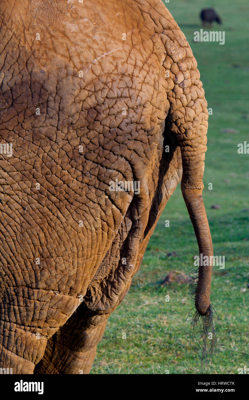 Bush africain ou de l'Éléphant de savane d'Afrique Elephant (Loxodonta africana) Banque D'Images