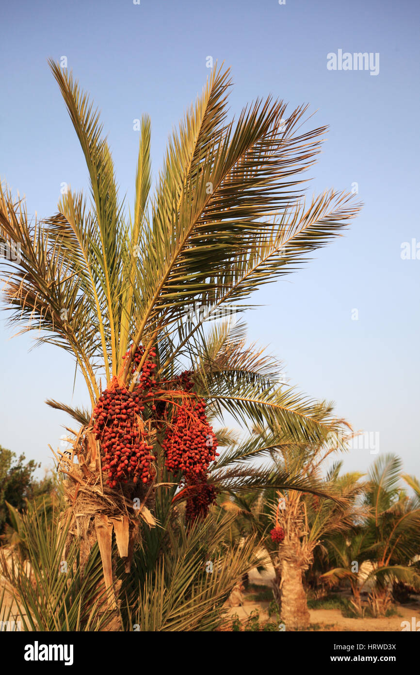 Annonces sur palm tree à la côte de la Mer Rouge Banque D'Images